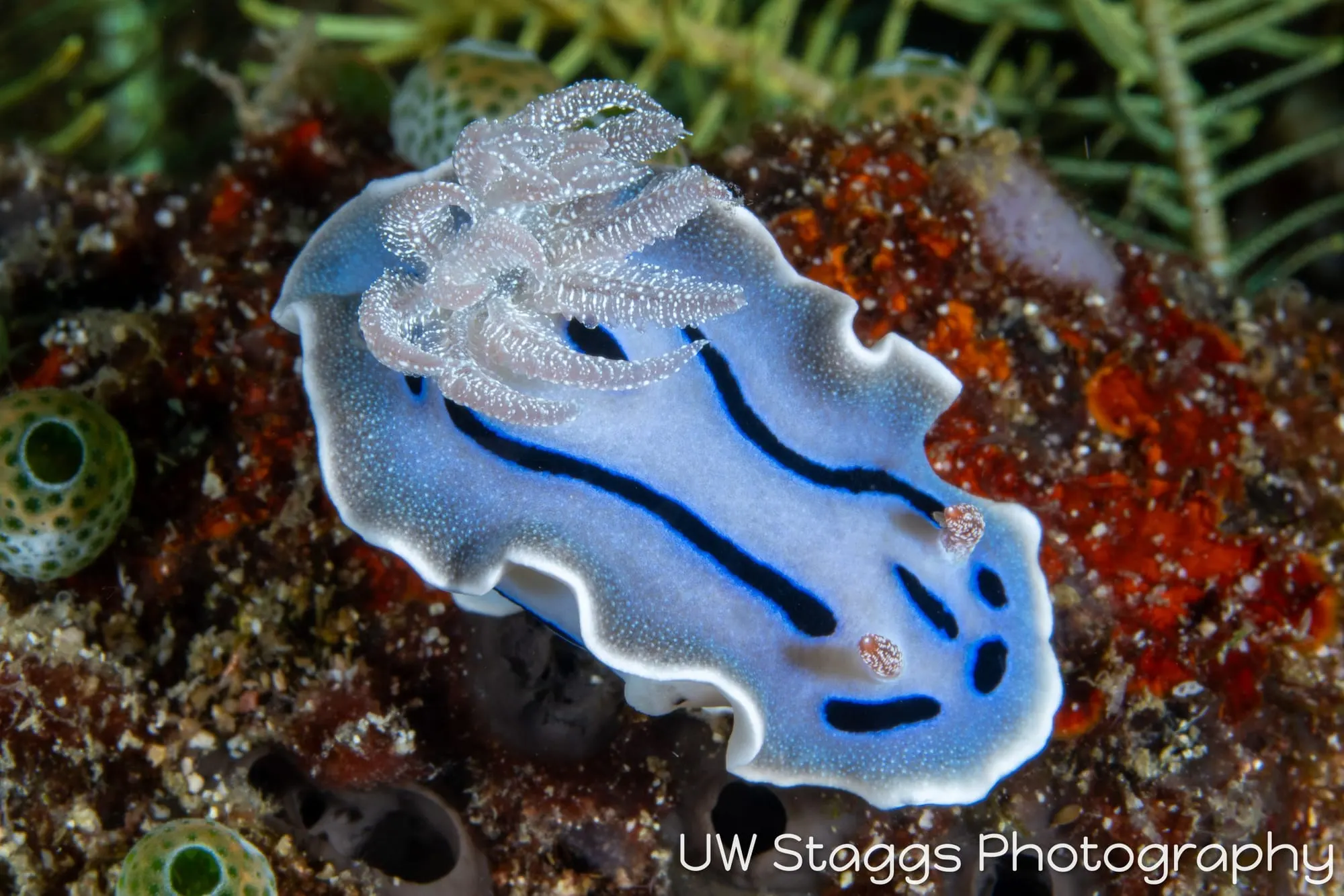 Reef Scene — Puerto Galera, Philippines