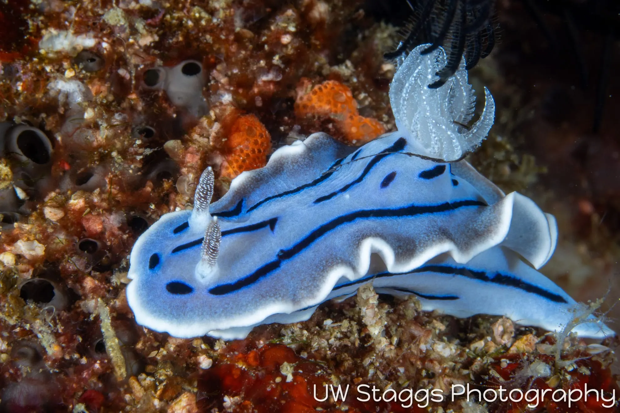 Reef Scene — Puerto Galera, Philippines