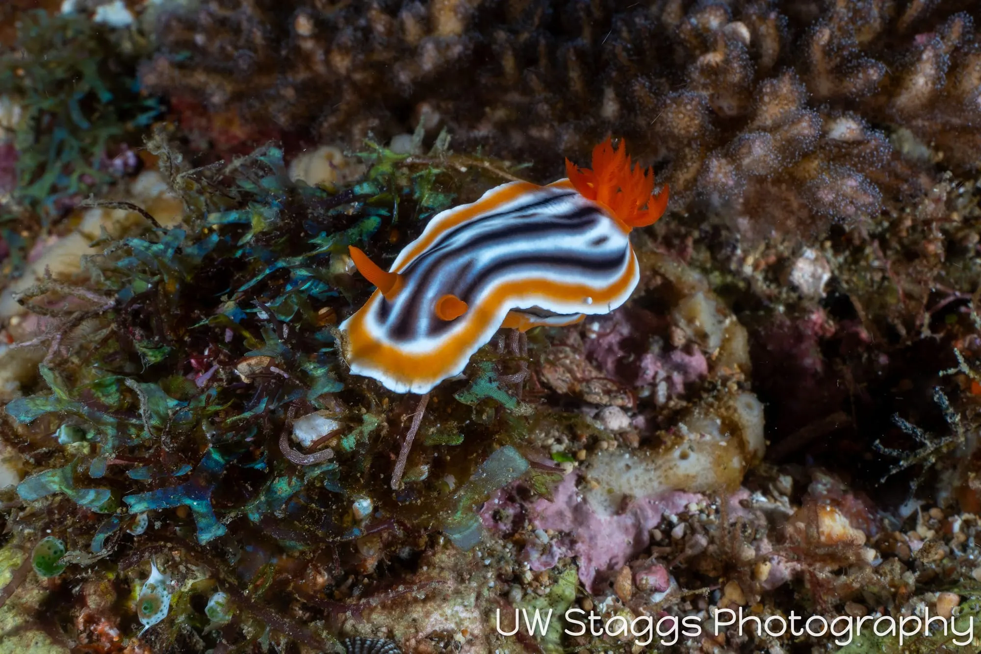 Reef Scene — Puerto Galera, Philippines