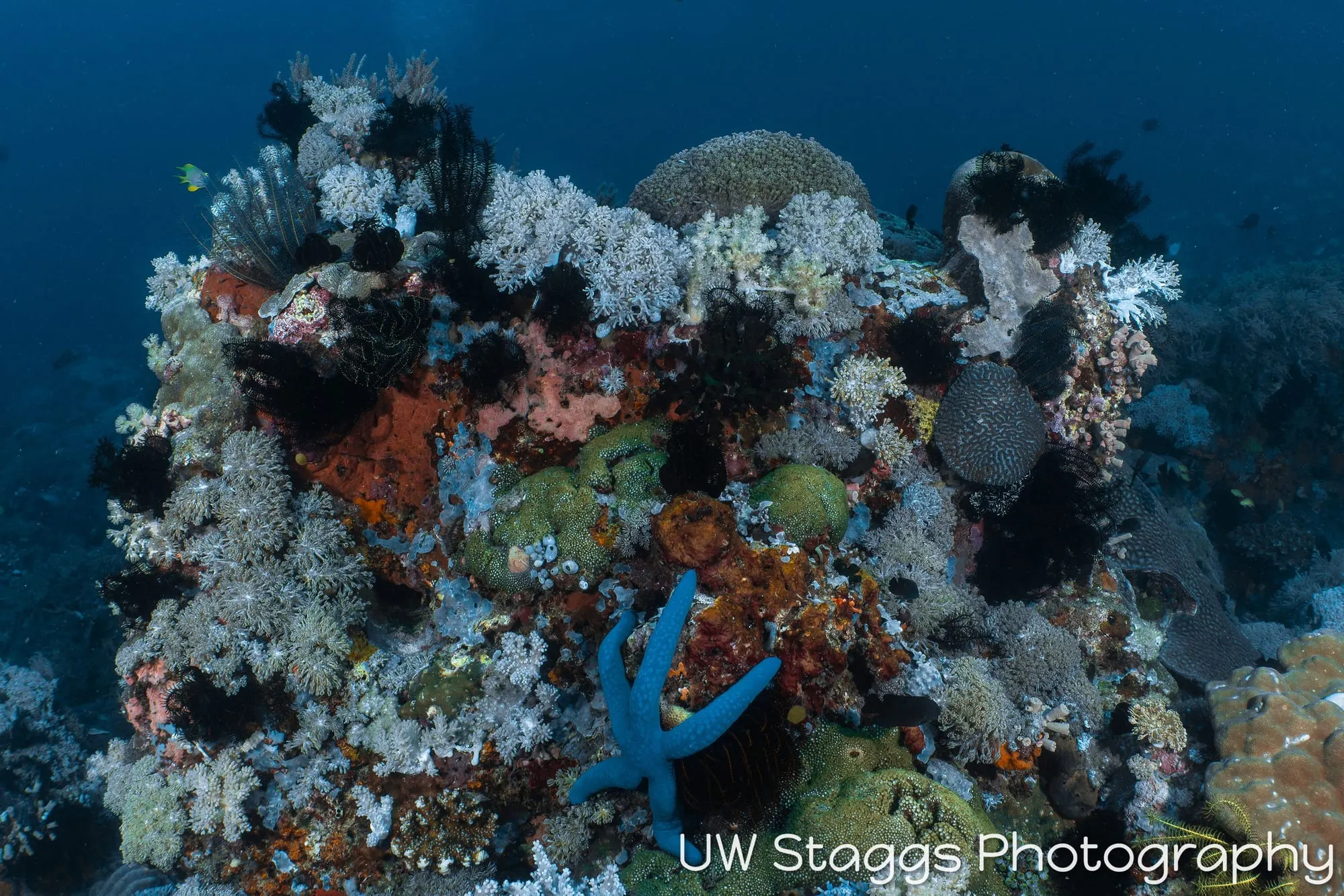 Reef Scene — Puerto Galera, Philippines