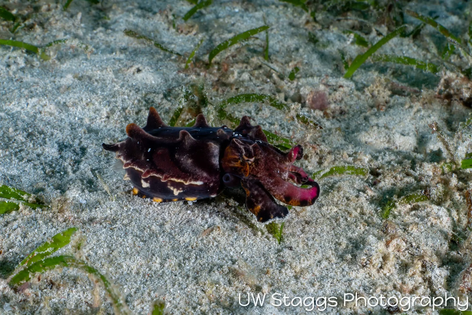 Reef Scene — Puerto Galera, Philippines