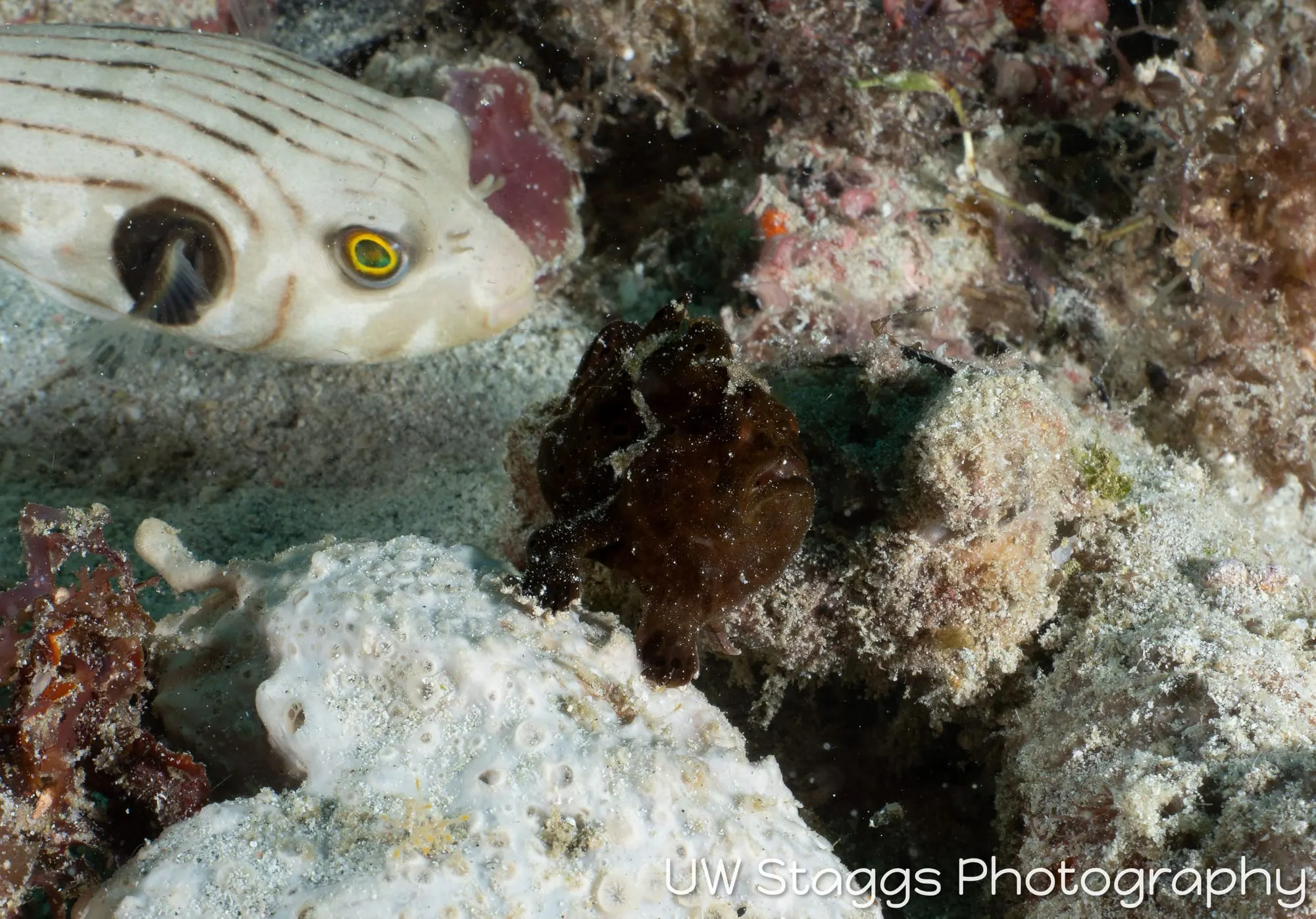 Reef Scene — Puerto Galera, Philippines