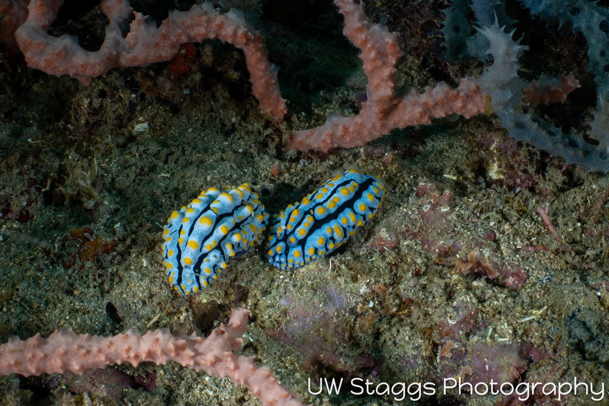 Reef Scene — Puerto Galera, Philippines