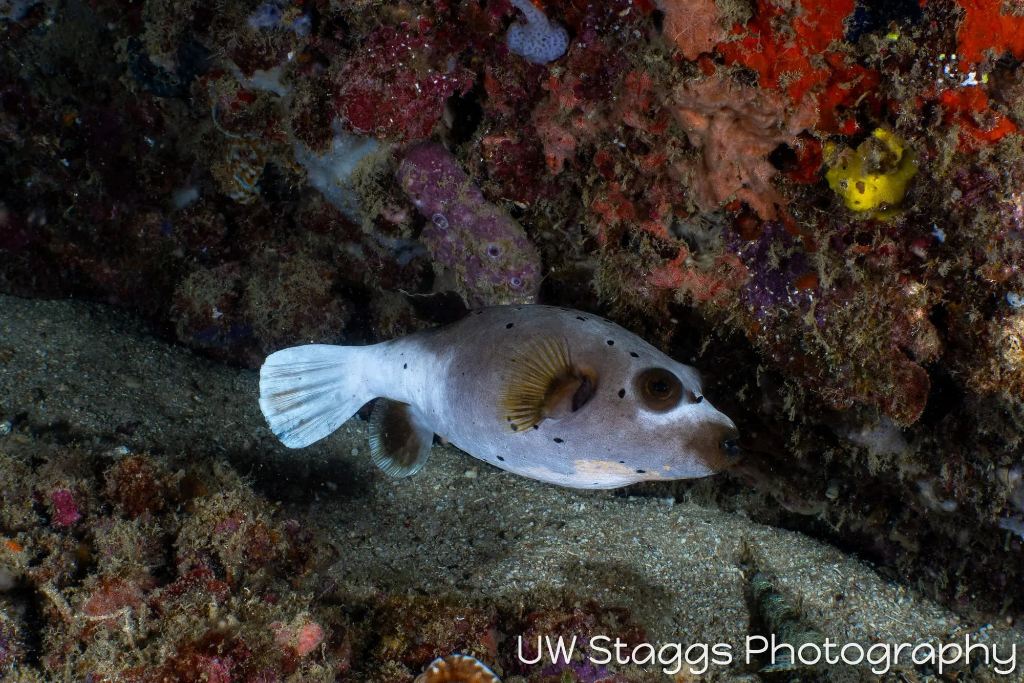Reef Scene — Puerto Galera, Philippines