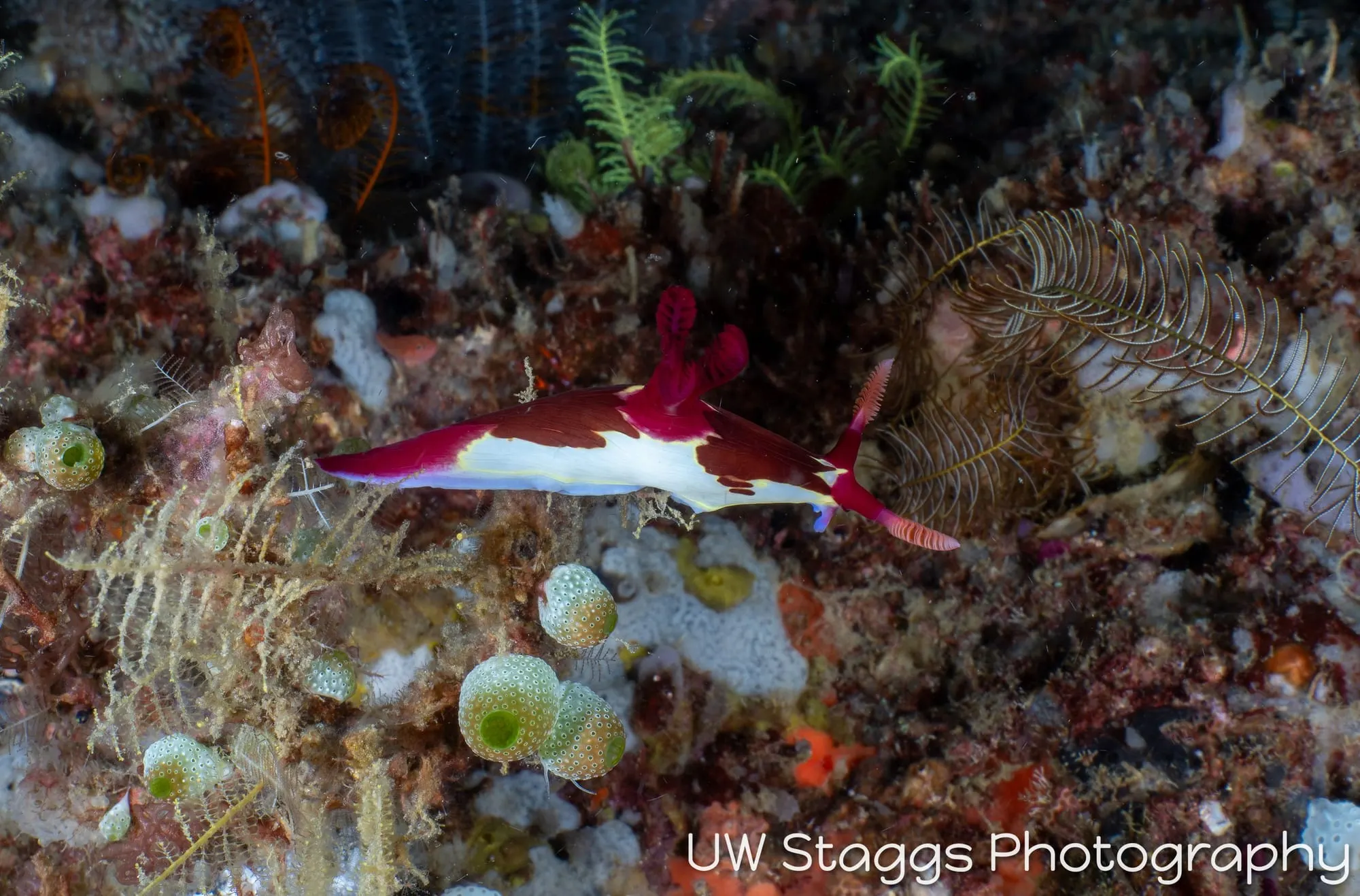 Reef Scene — Puerto Galera, Philippines