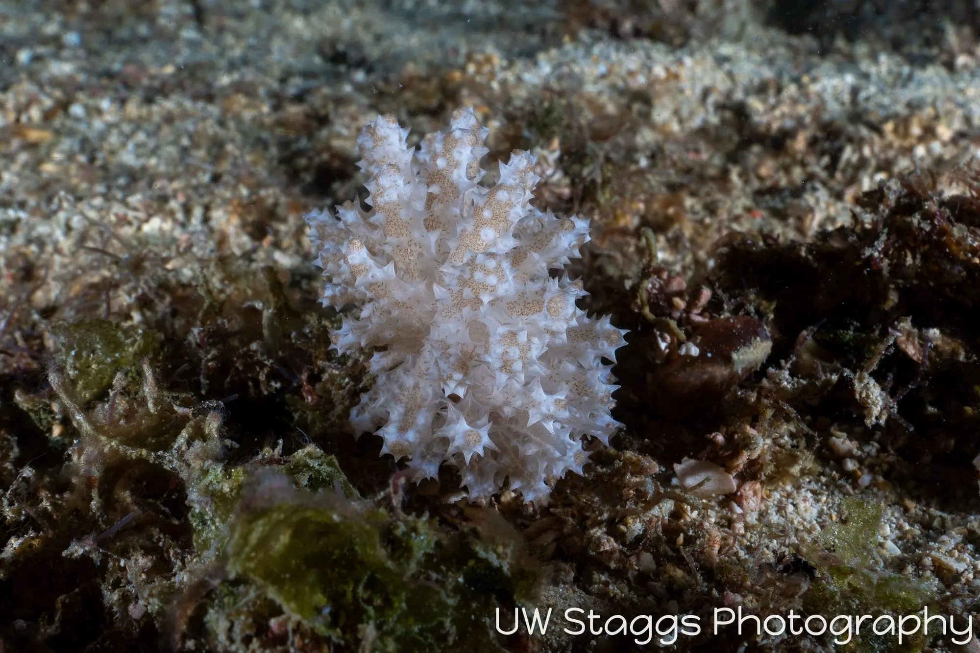 Reef Scene — Puerto Galera, Philippines