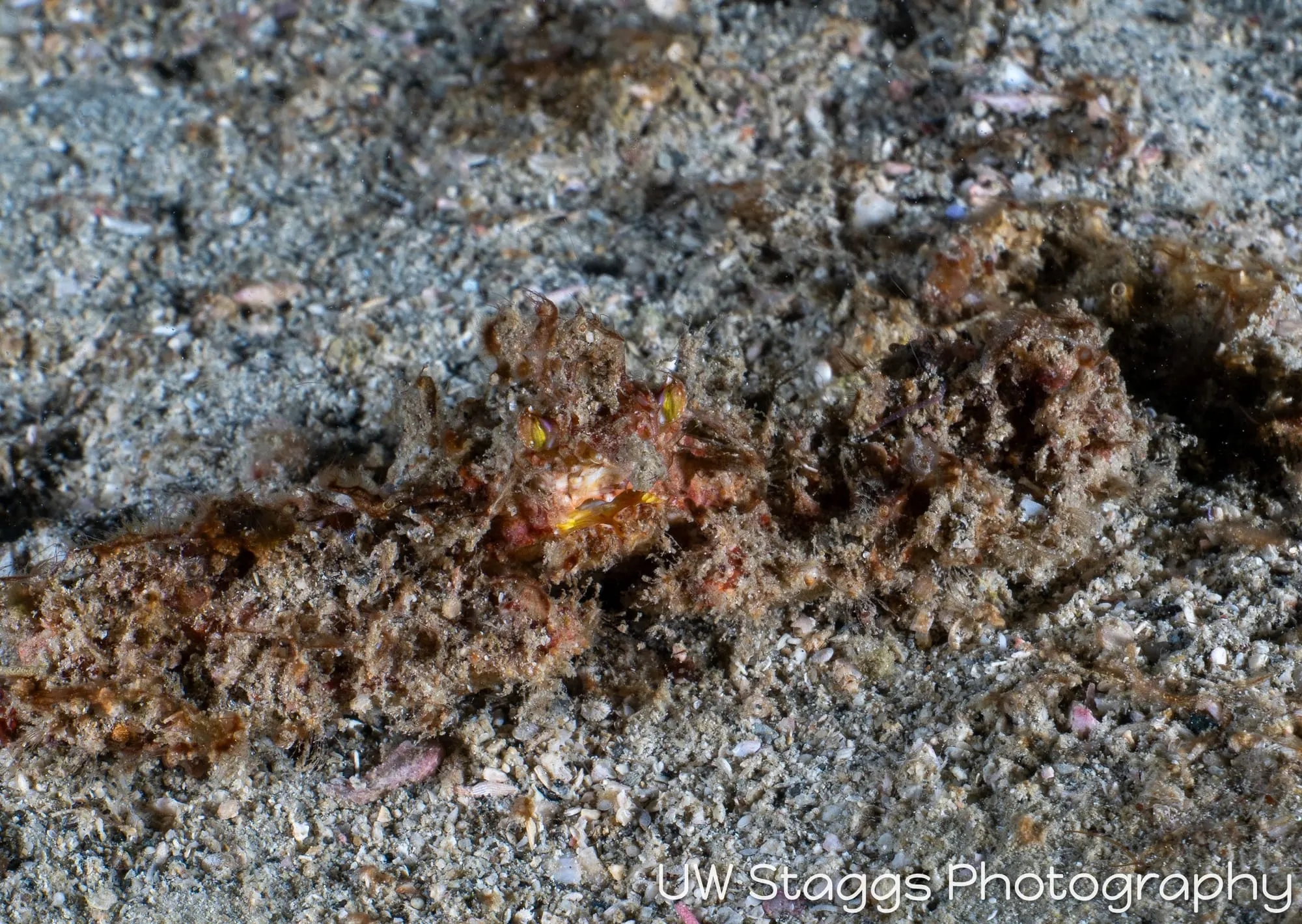 Reef Scene — Puerto Galera, Philippines