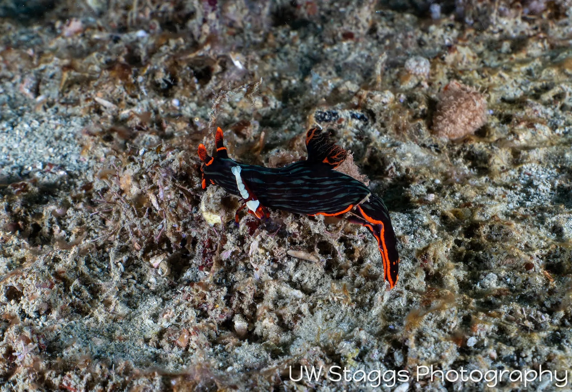 Reef Scene — Puerto Galera, Philippines