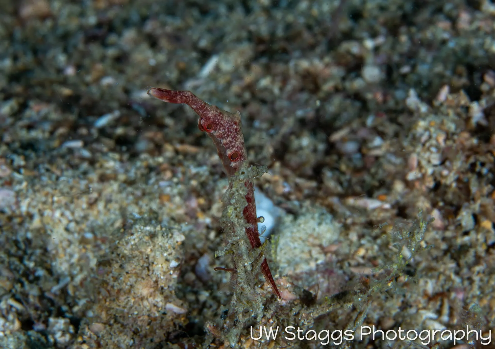 Reef Scene — Puerto Galera, Philippines