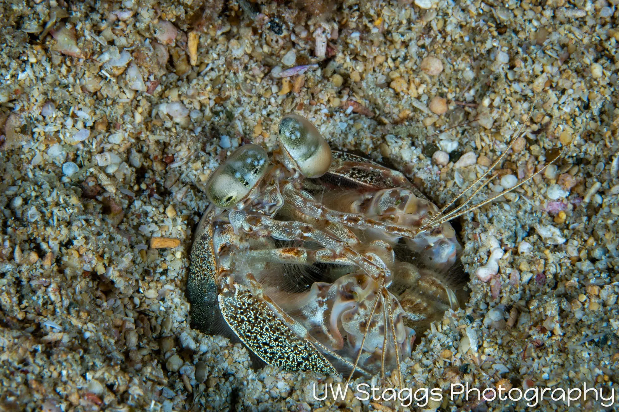 Reef Scene — Puerto Galera, Philippines
