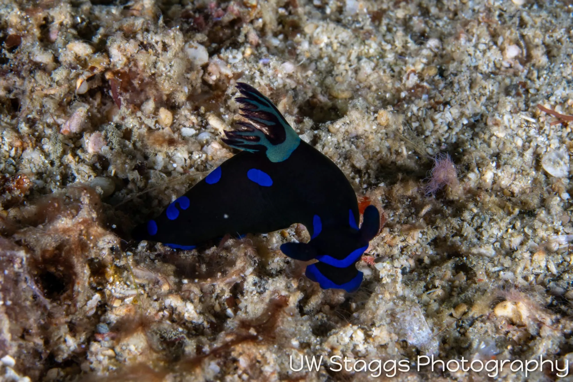 Reef Scene — Puerto Galera, Philippines