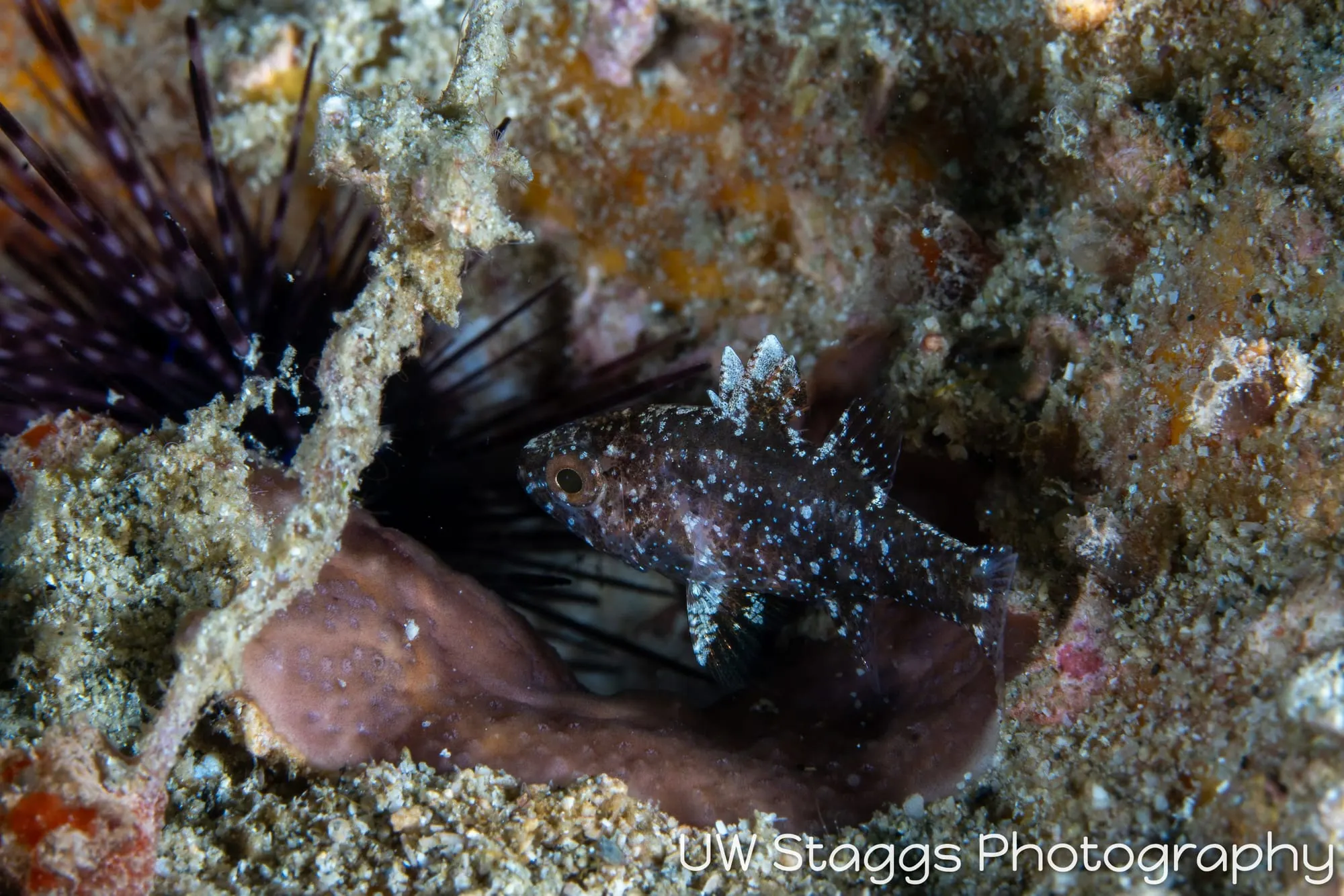 Reef Scene — Puerto Galera, Philippines