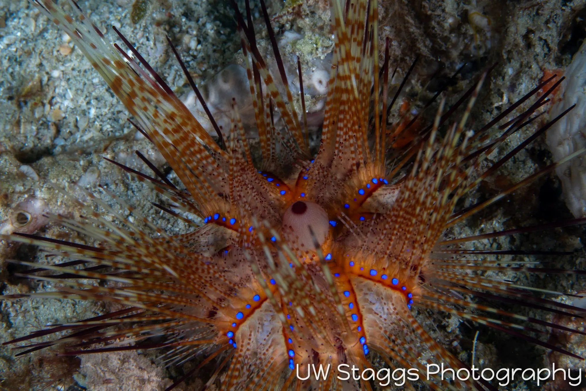 Reef Scene — Puerto Galera, Philippines