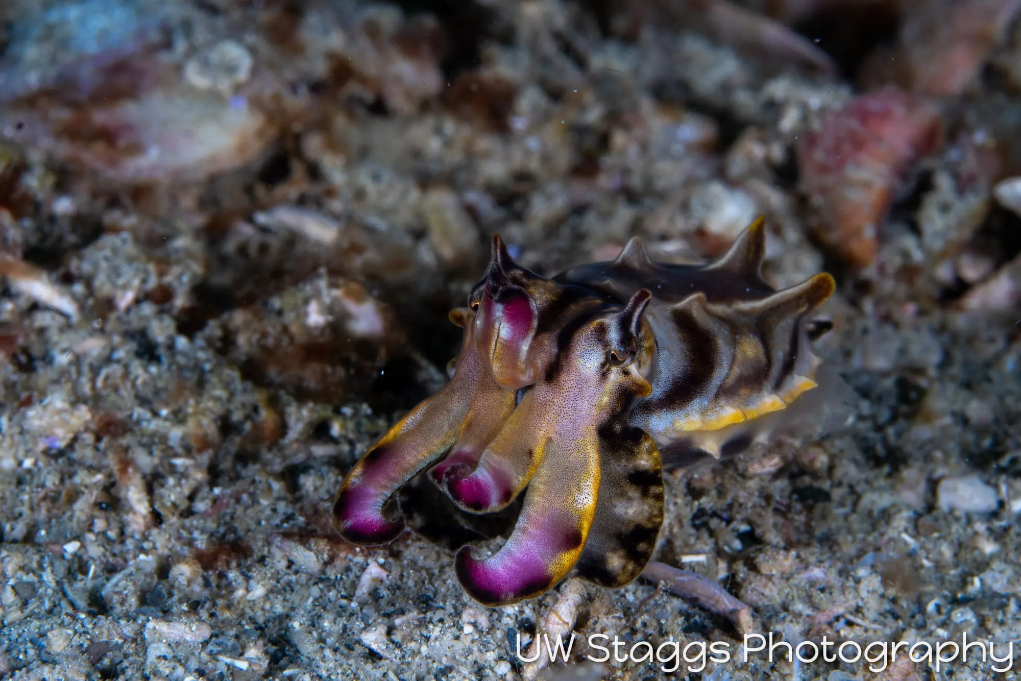Reef Scene — Puerto Galera, Philippines