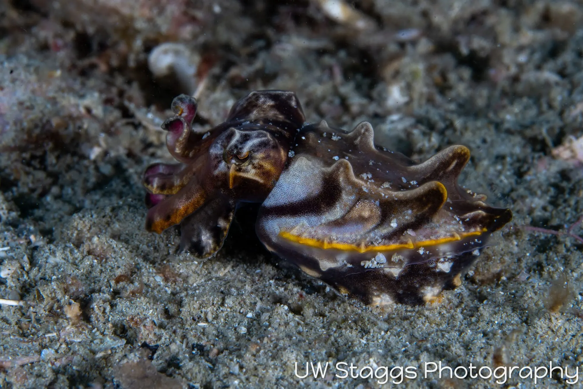 Reef Scene — Puerto Galera, Philippines