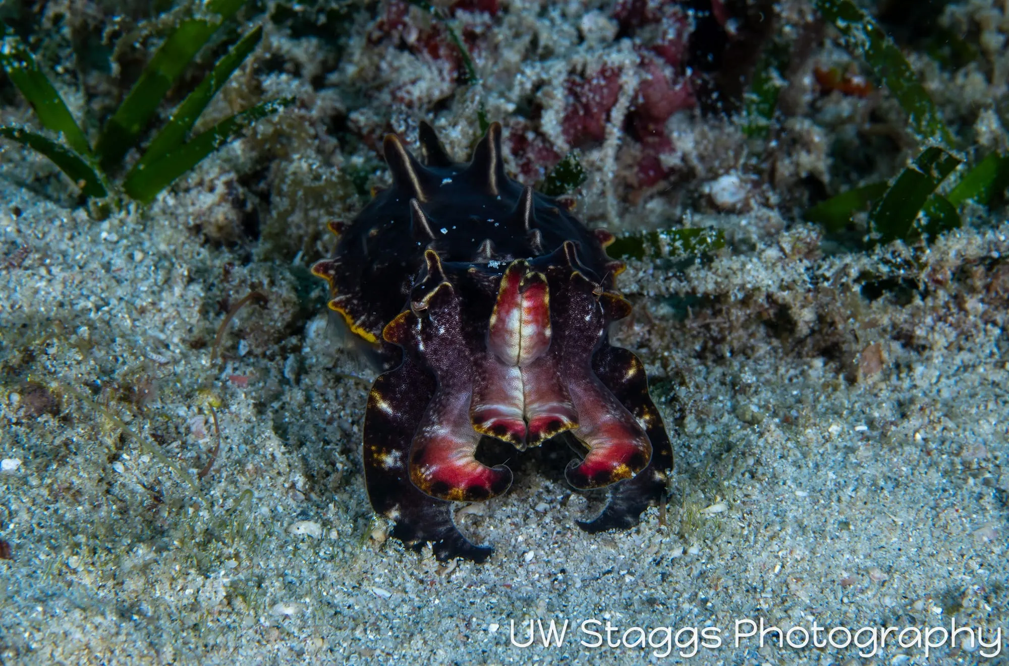 Reef Scene — Puerto Galera, Philippines
