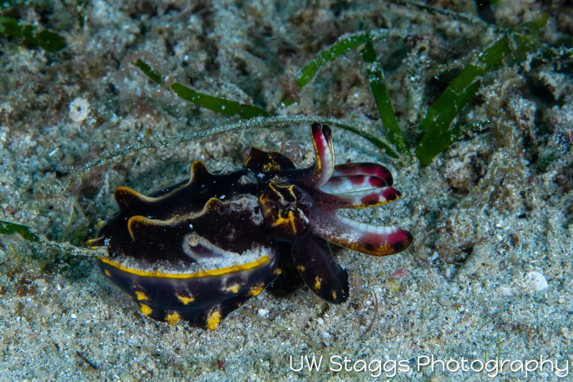 Reef Scene — Puerto Galera, Philippines