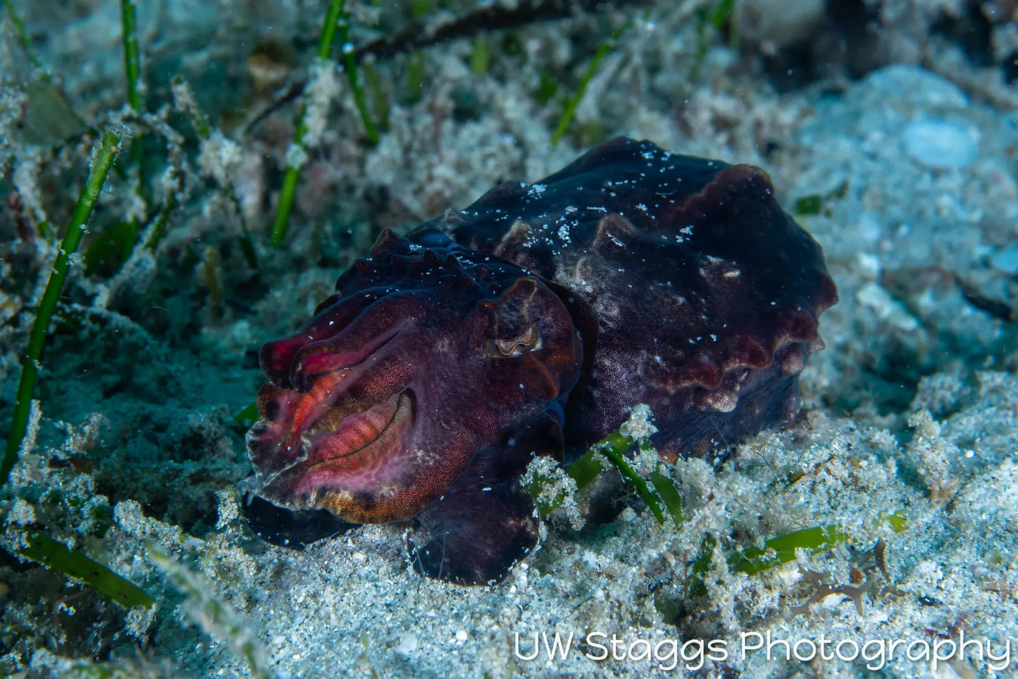 Reef Scene — Puerto Galera, Philippines