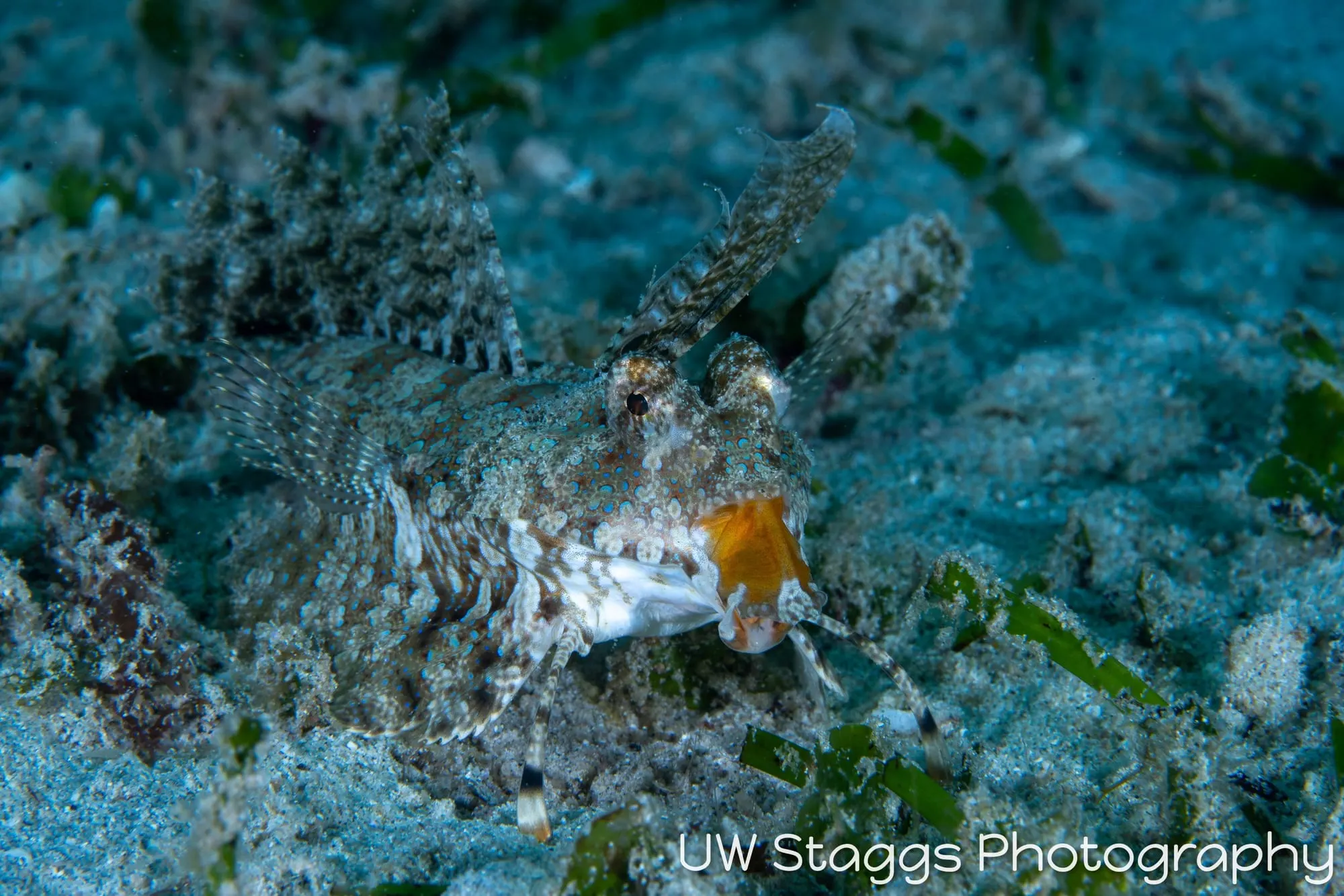Reef Scene — Puerto Galera, Philippines