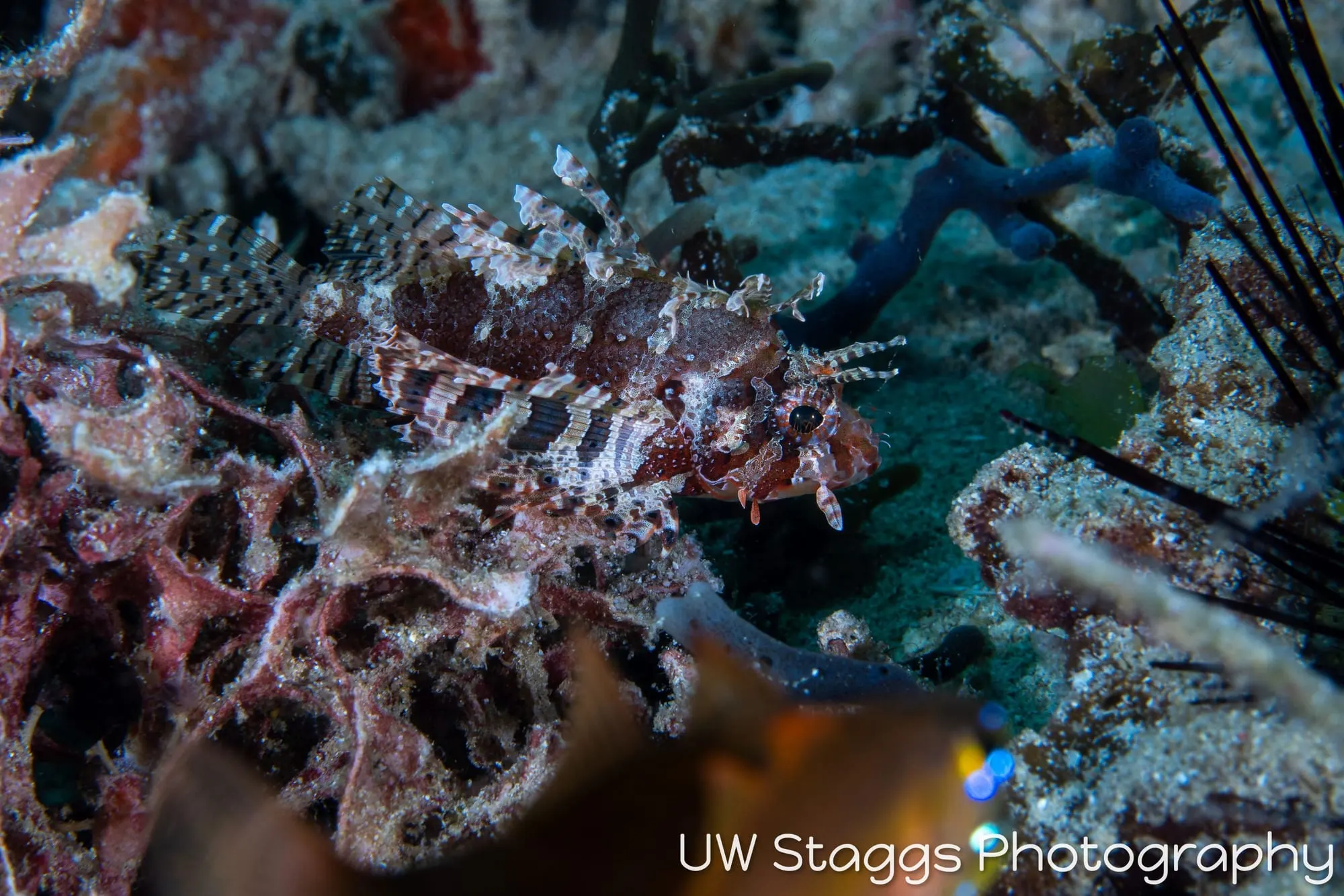 Reef Scene — Puerto Galera, Philippines