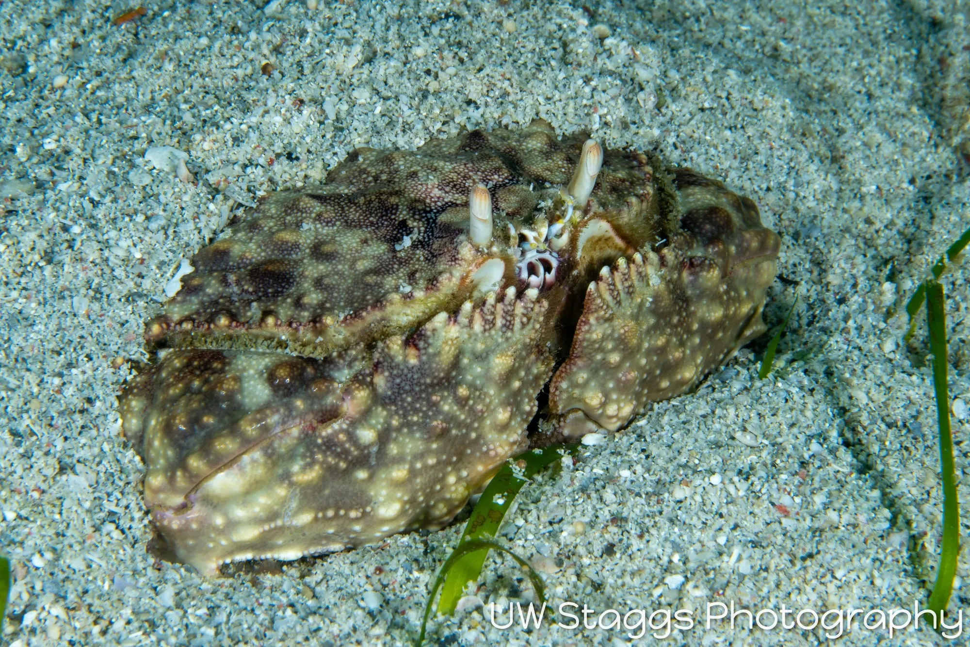 Reef Scene — Puerto Galera, Philippines