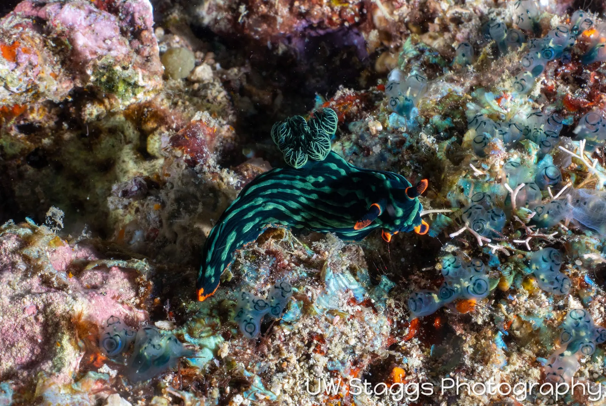 Reef Scene — Puerto Galera, Philippines