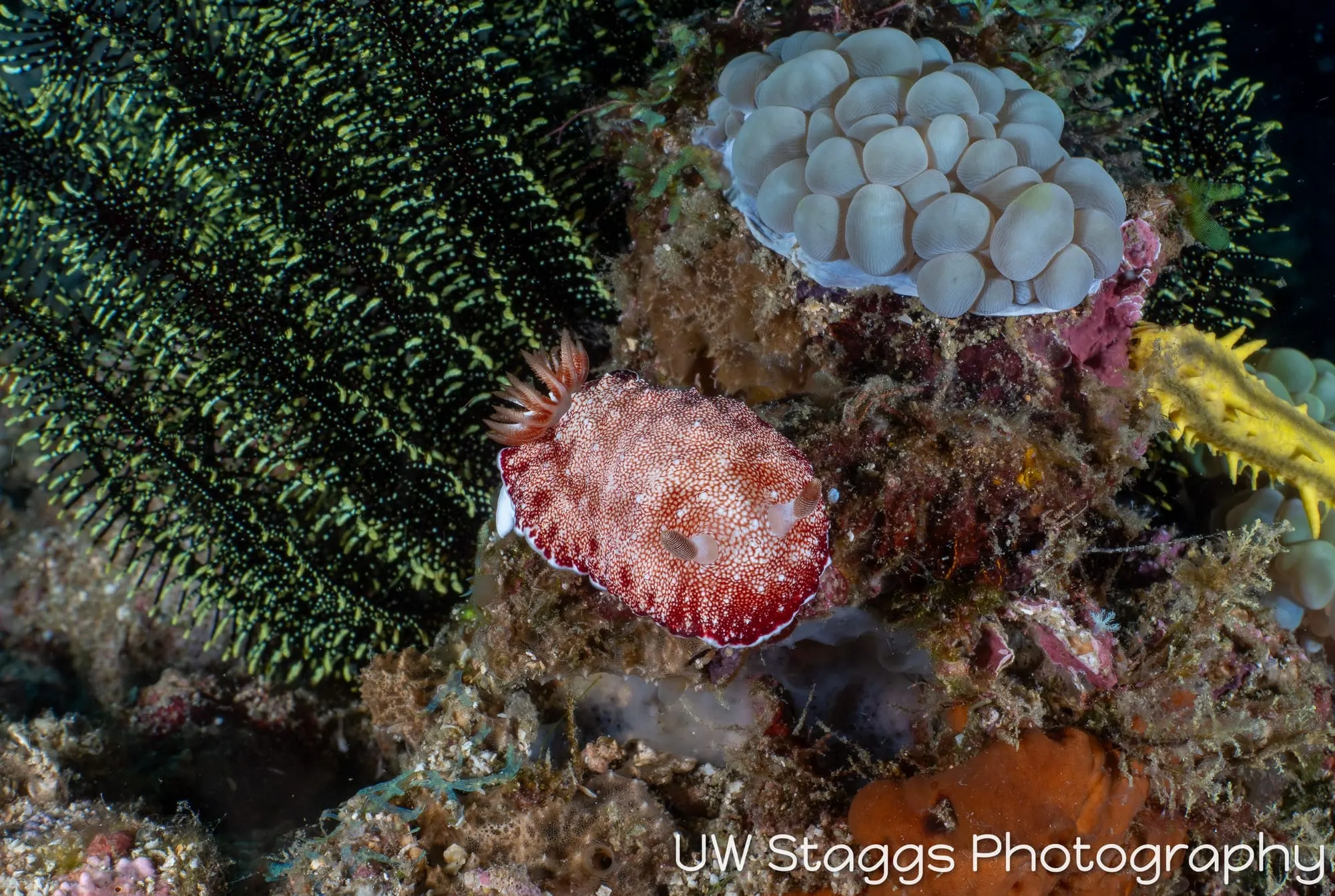 Reef Scene — Puerto Galera, Philippines