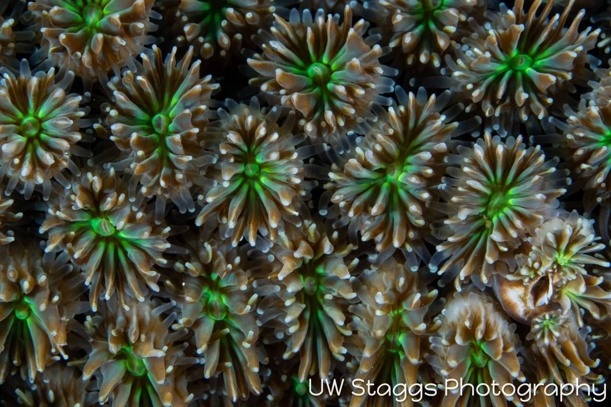Reef Scene — Puerto Galera, Philippines