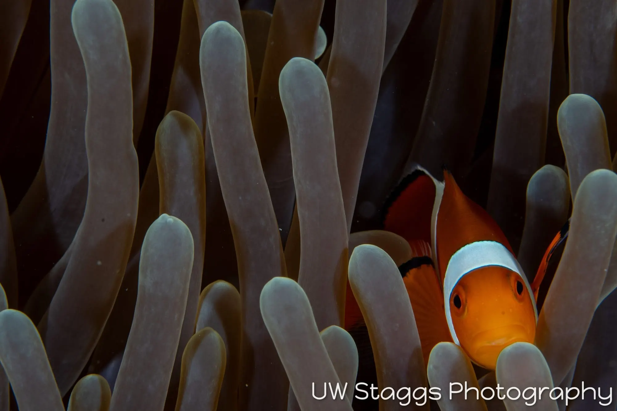 Reef Scene — Puerto Galera, Philippines