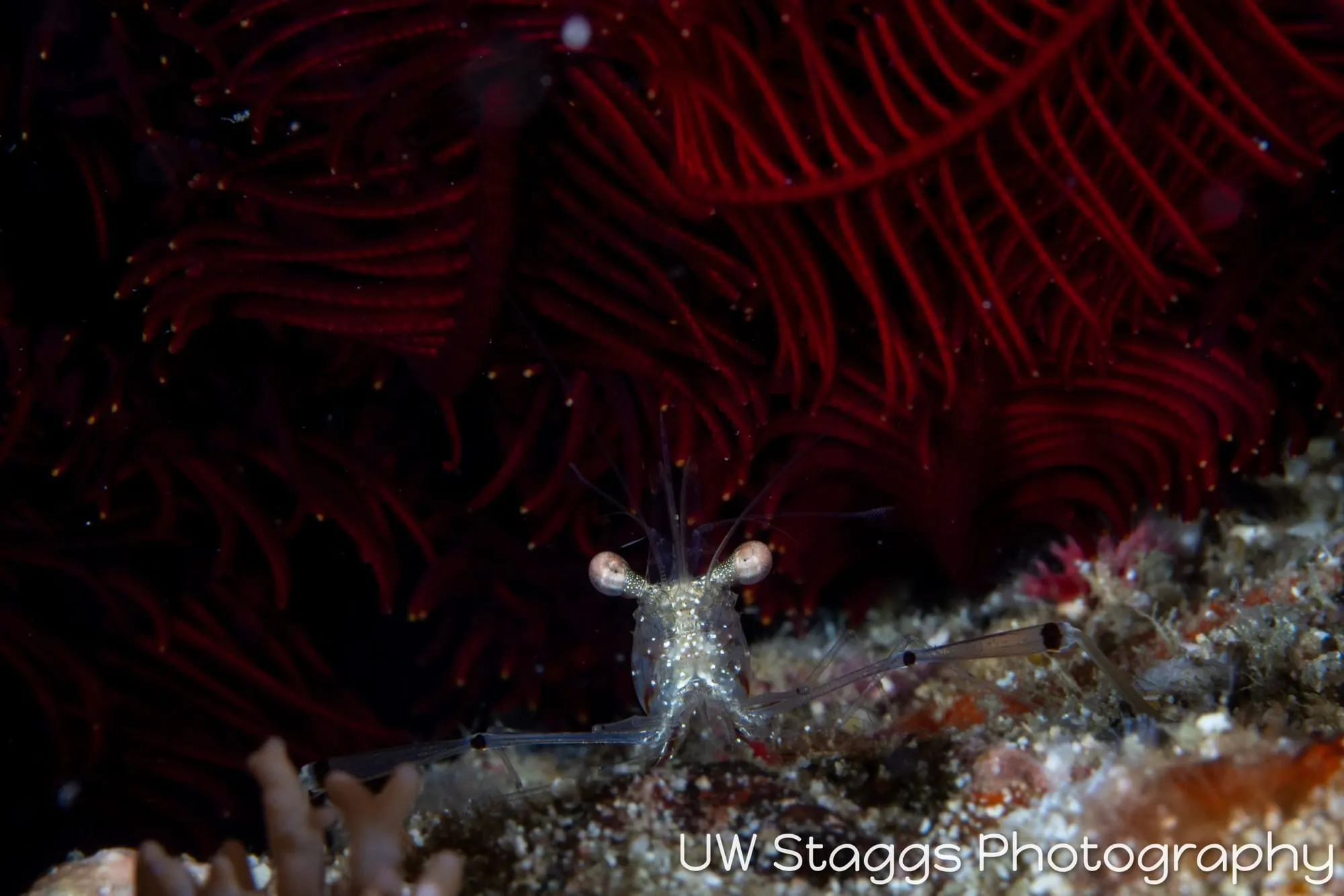 Reef Scene — Puerto Galera, Philippines