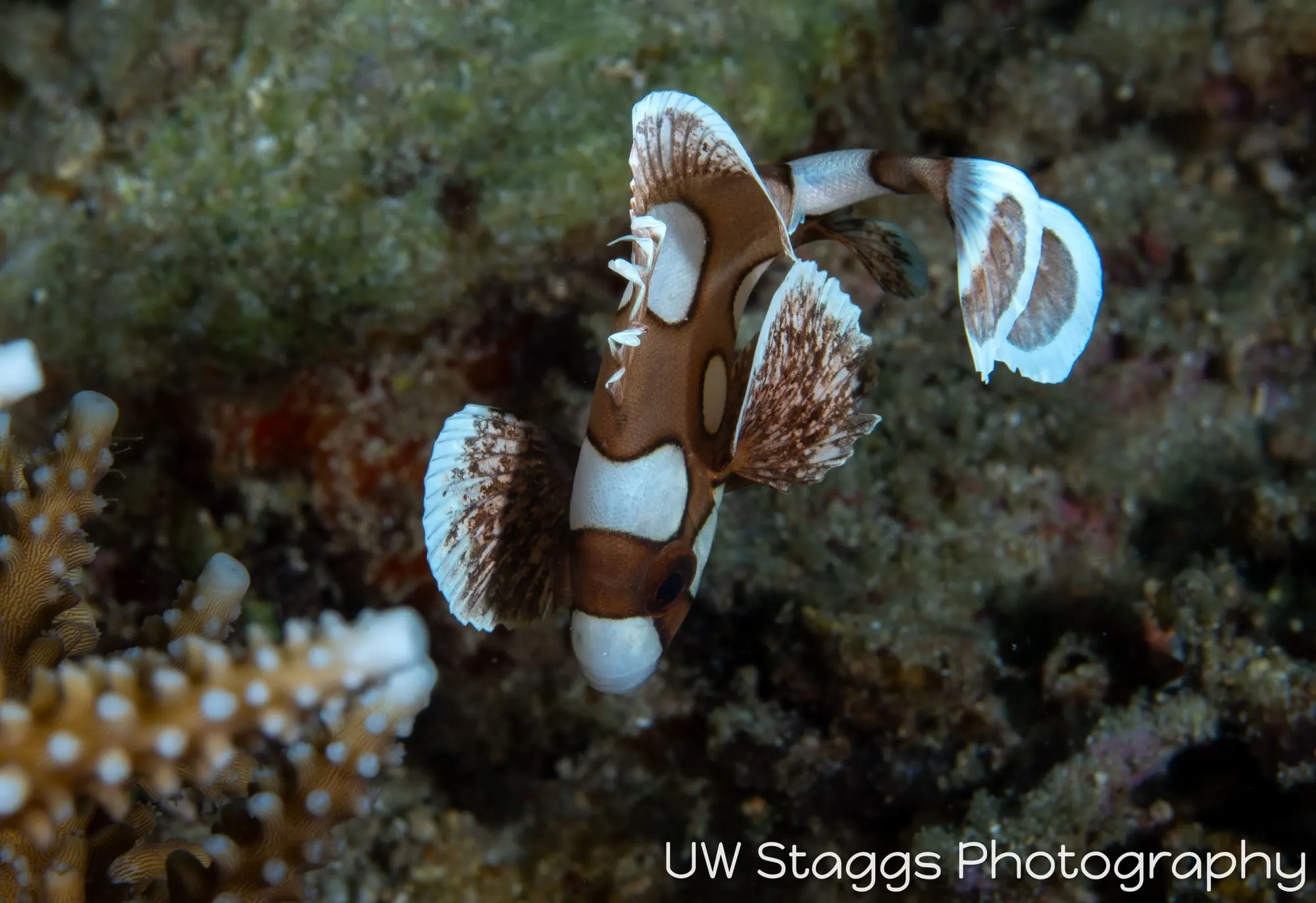 Reef Scene — Puerto Galera, Philippines