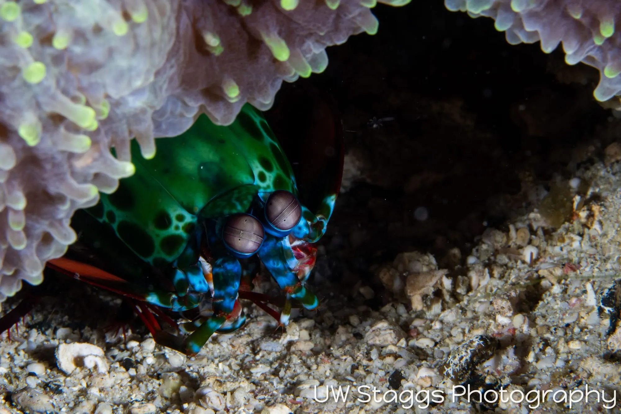 Reef Scene — Puerto Galera, Philippines