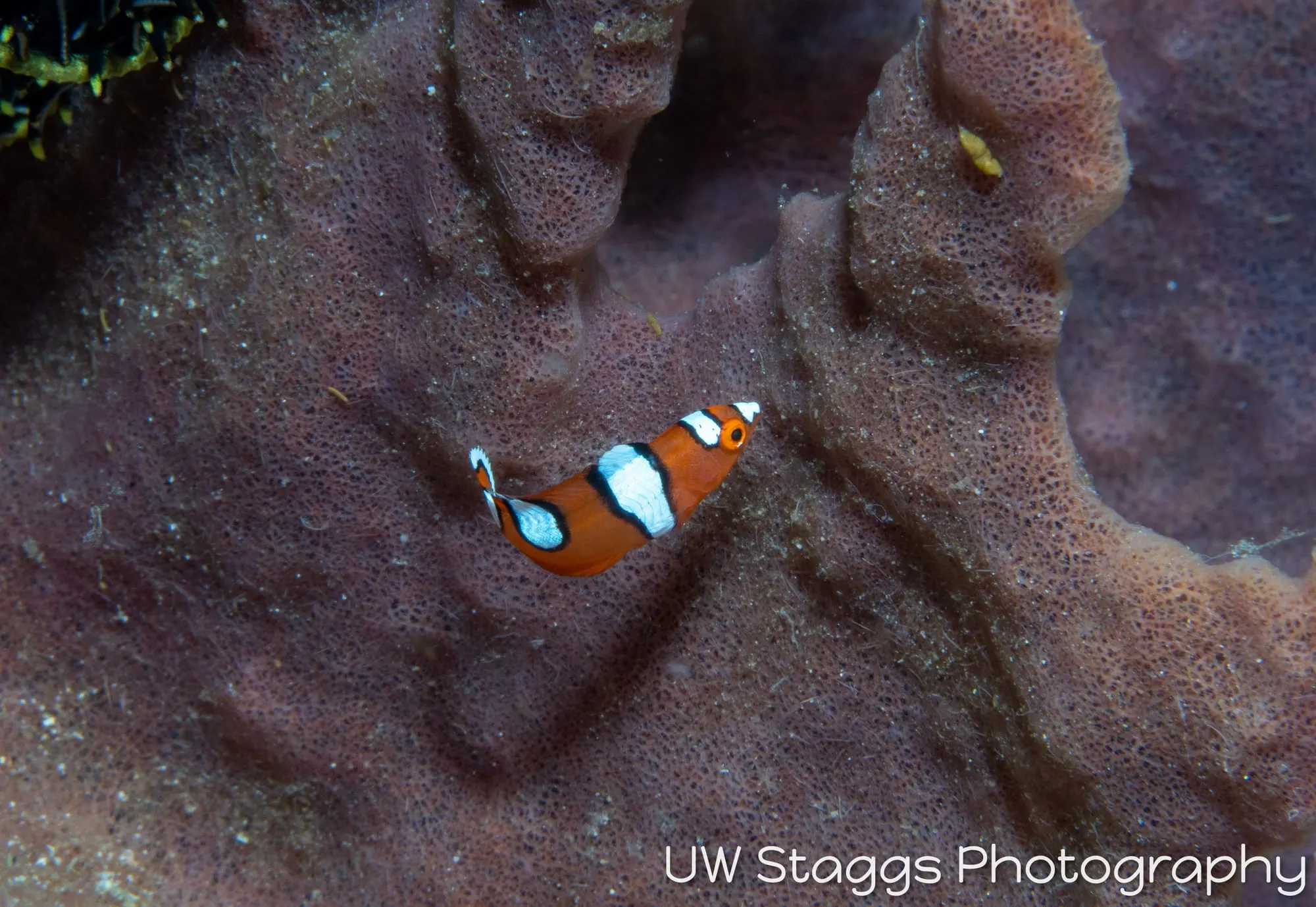 Reef Scene — Puerto Galera, Philippines