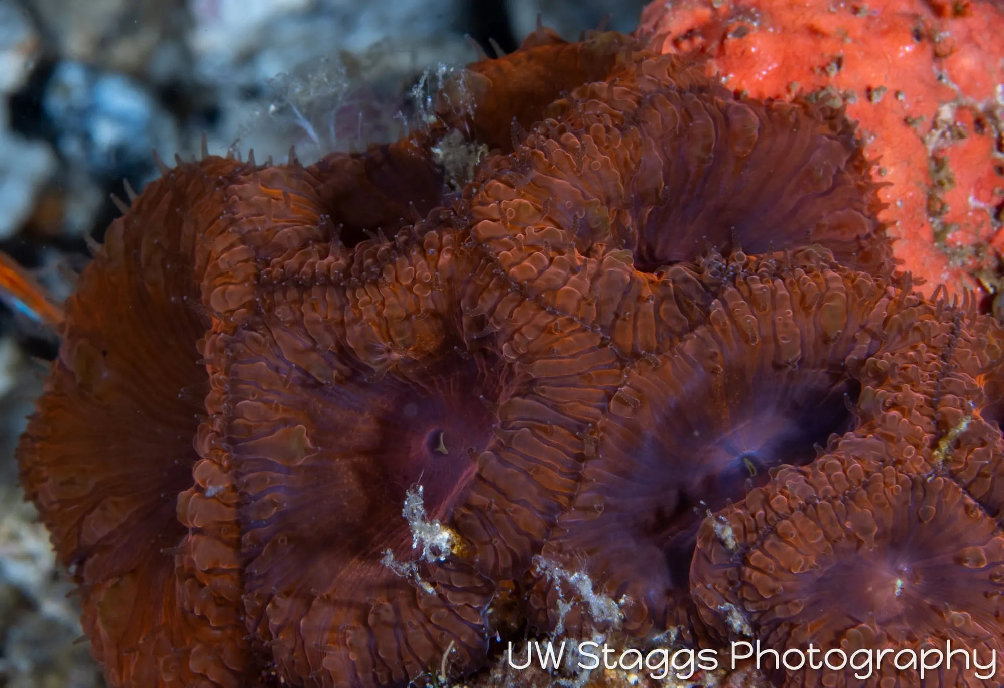 Reef Scene — Puerto Galera, Philippines