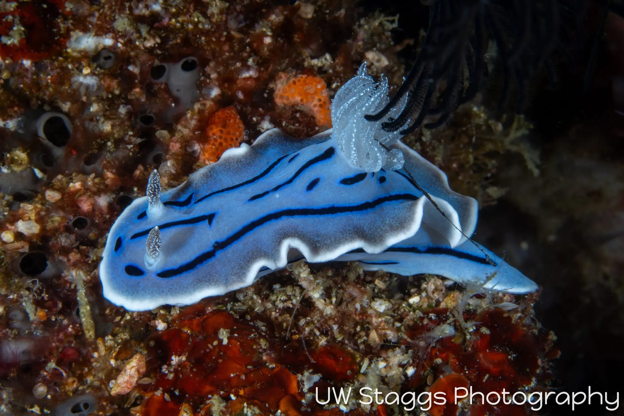 Reef Scene — Puerto Galera, Philippines