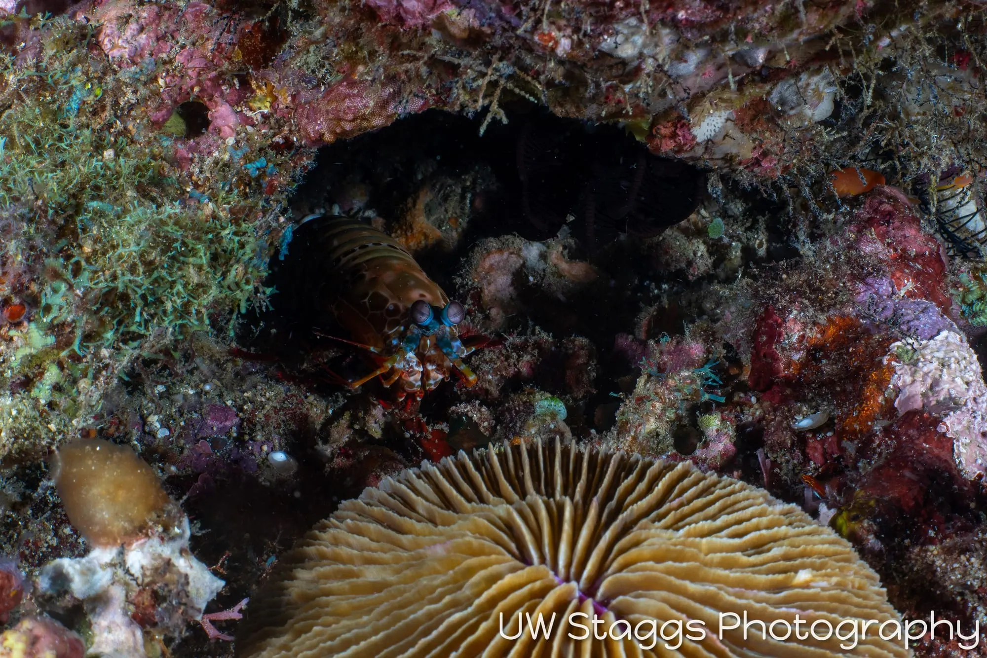 Reef Scene — Puerto Galera, Philippines
