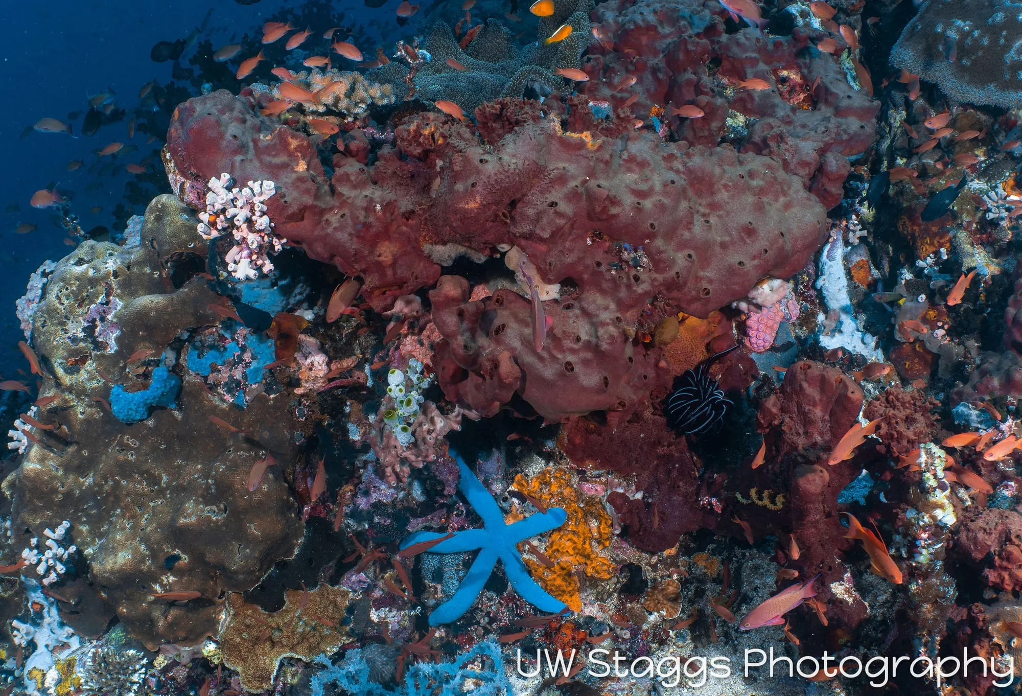 Reef Scene — Puerto Galera, Philippines