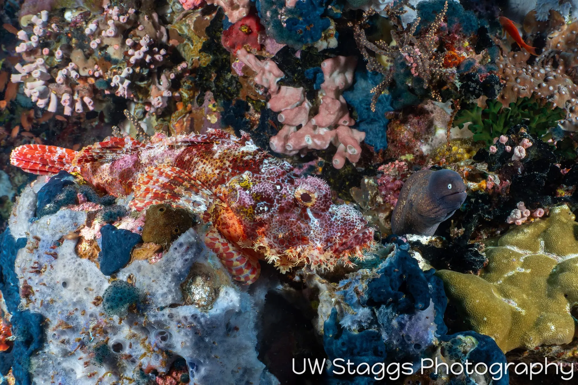 Reef Scene — Puerto Galera, Philippines