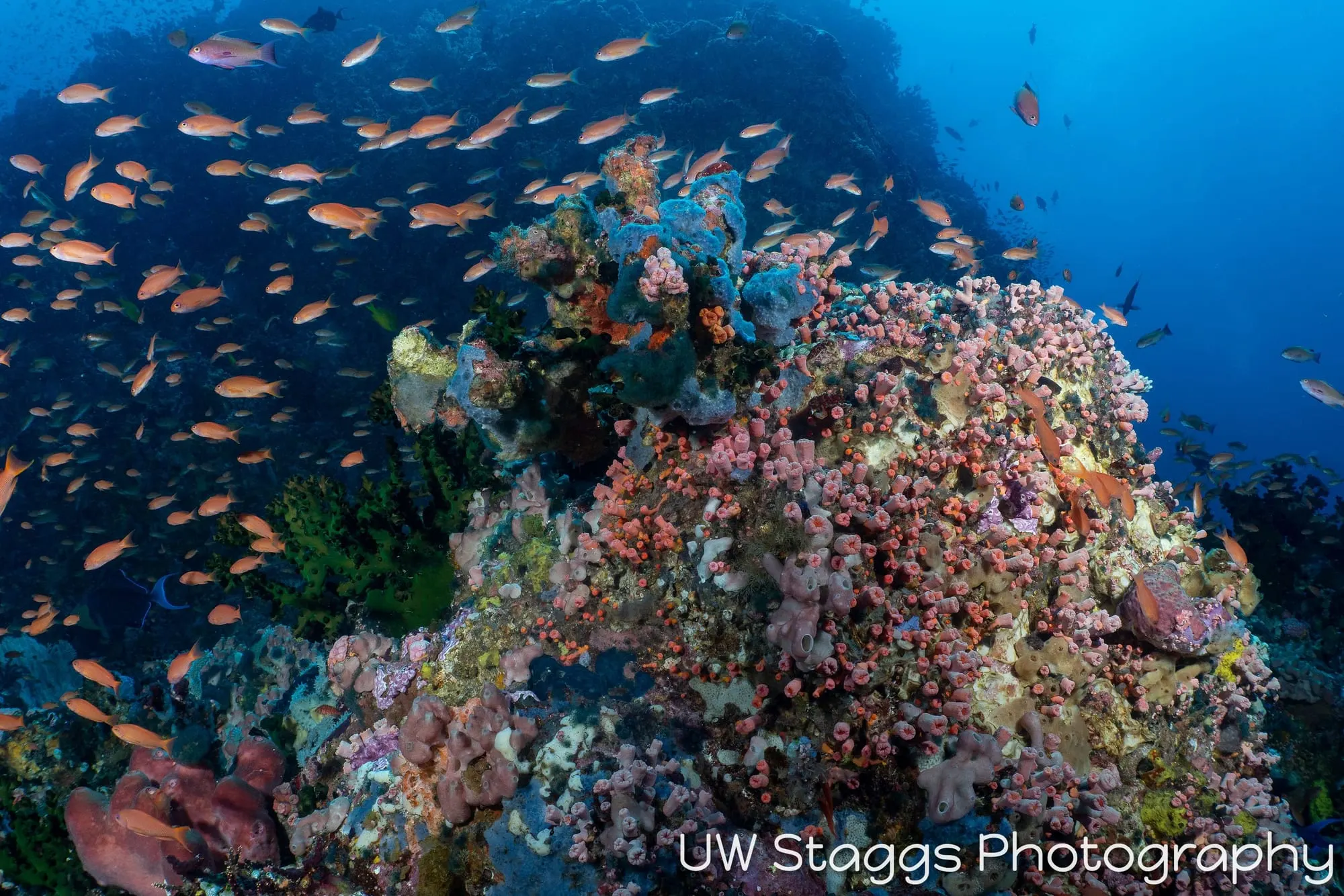 Reef Scene — Puerto Galera, Philippines