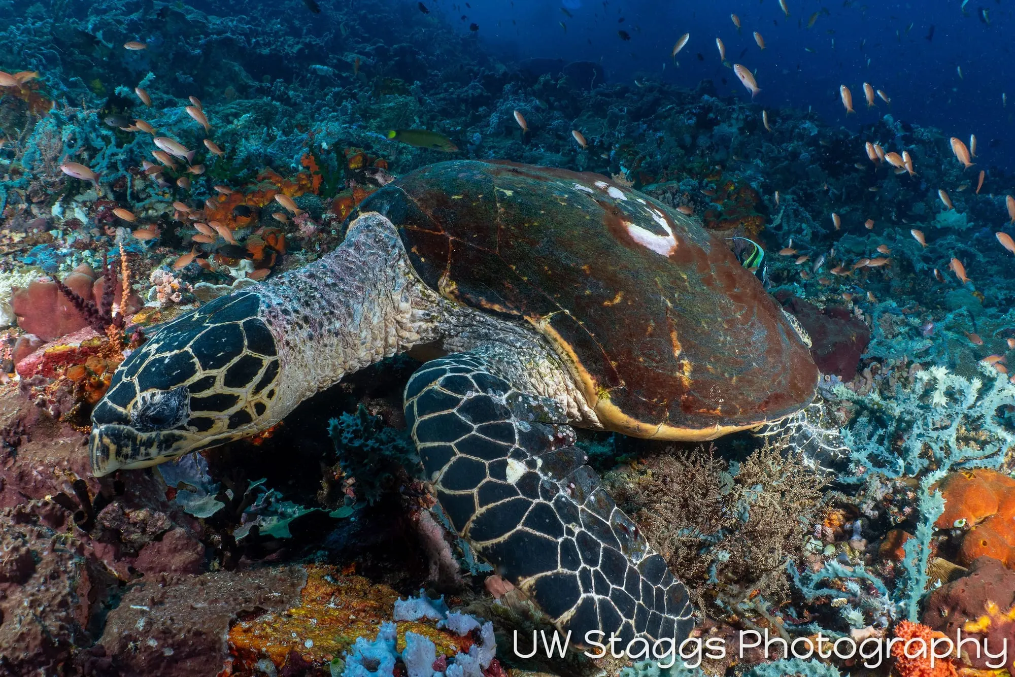 Reef Scene — Puerto Galera, Philippines