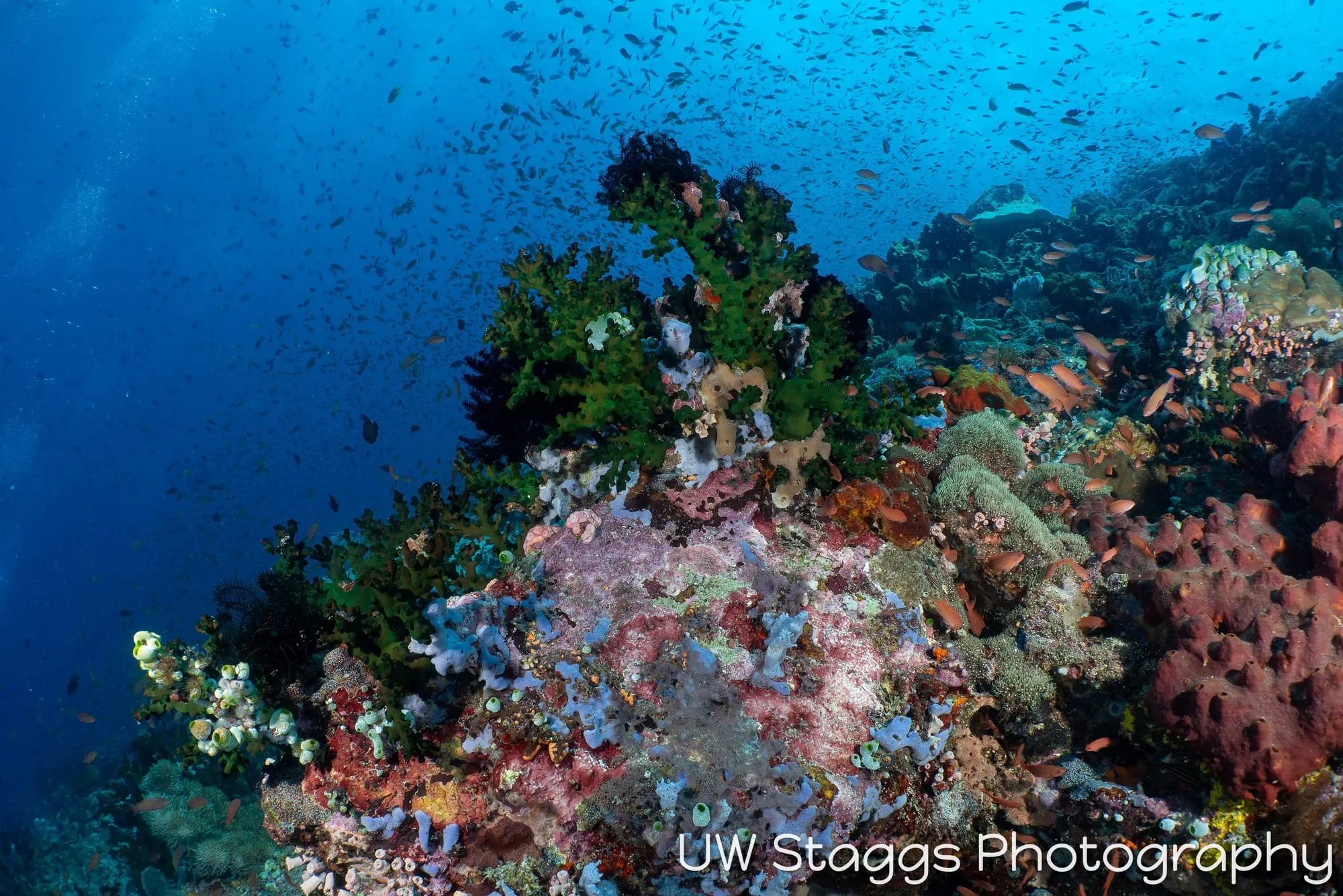 Reef Scene — Puerto Galera, Philippines
