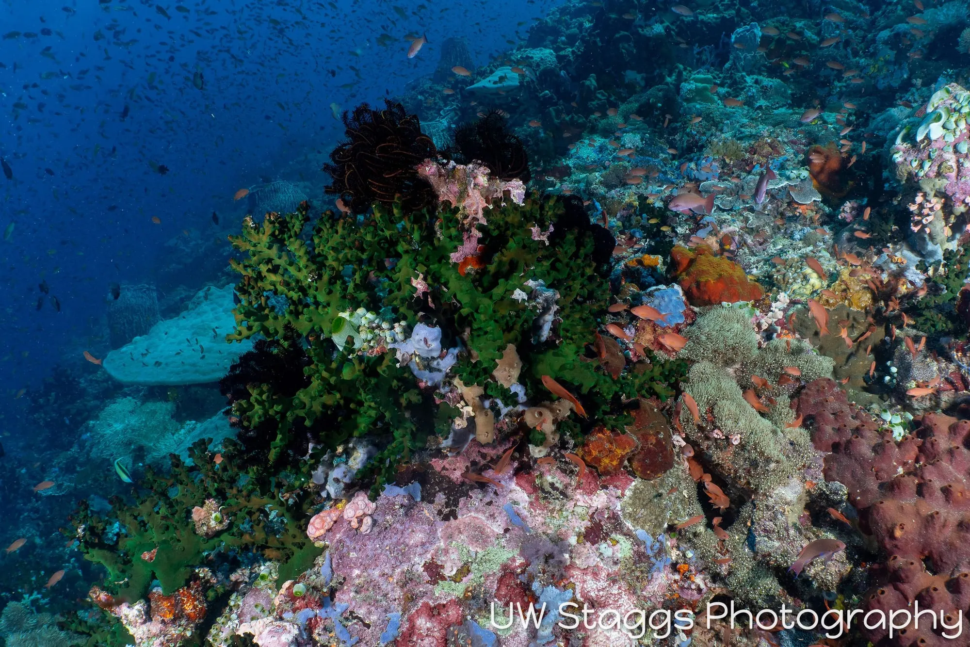 Reef Scene — Puerto Galera, Philippines