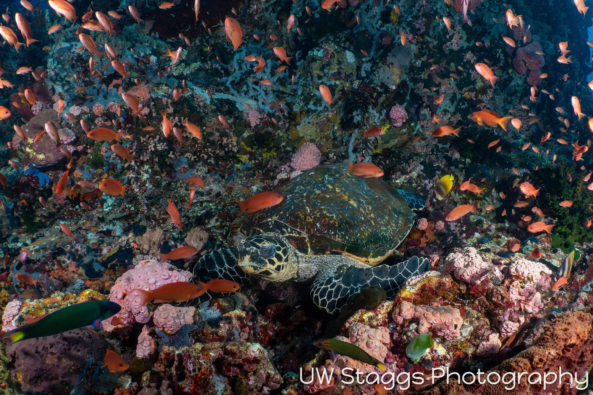 Reef Scene — Puerto Galera, Philippines