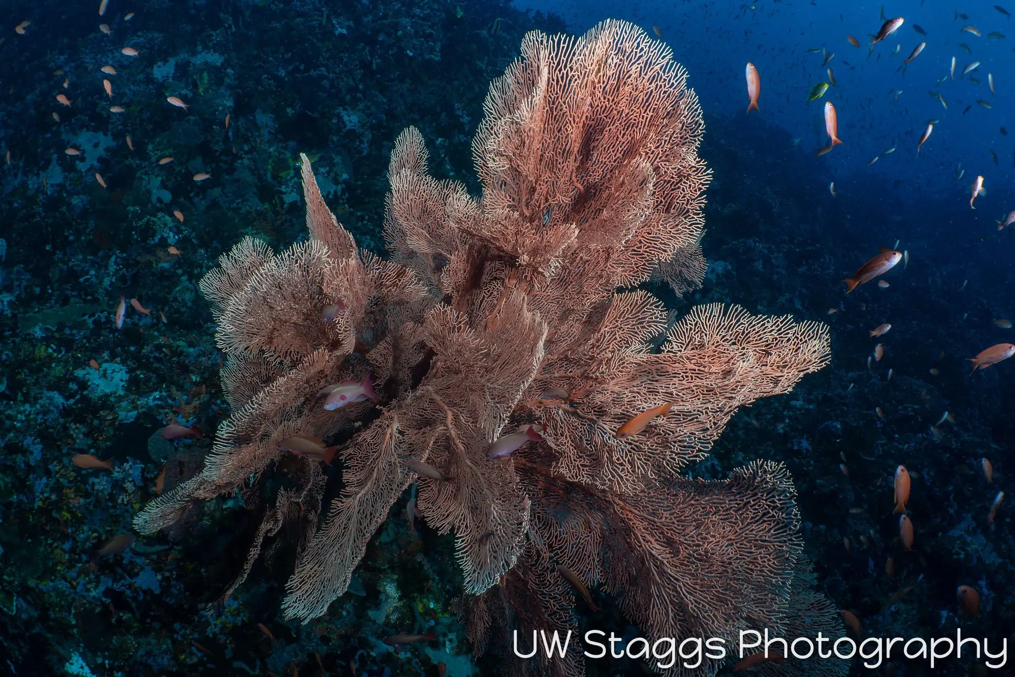 Reef Scene — Puerto Galera, Philippines