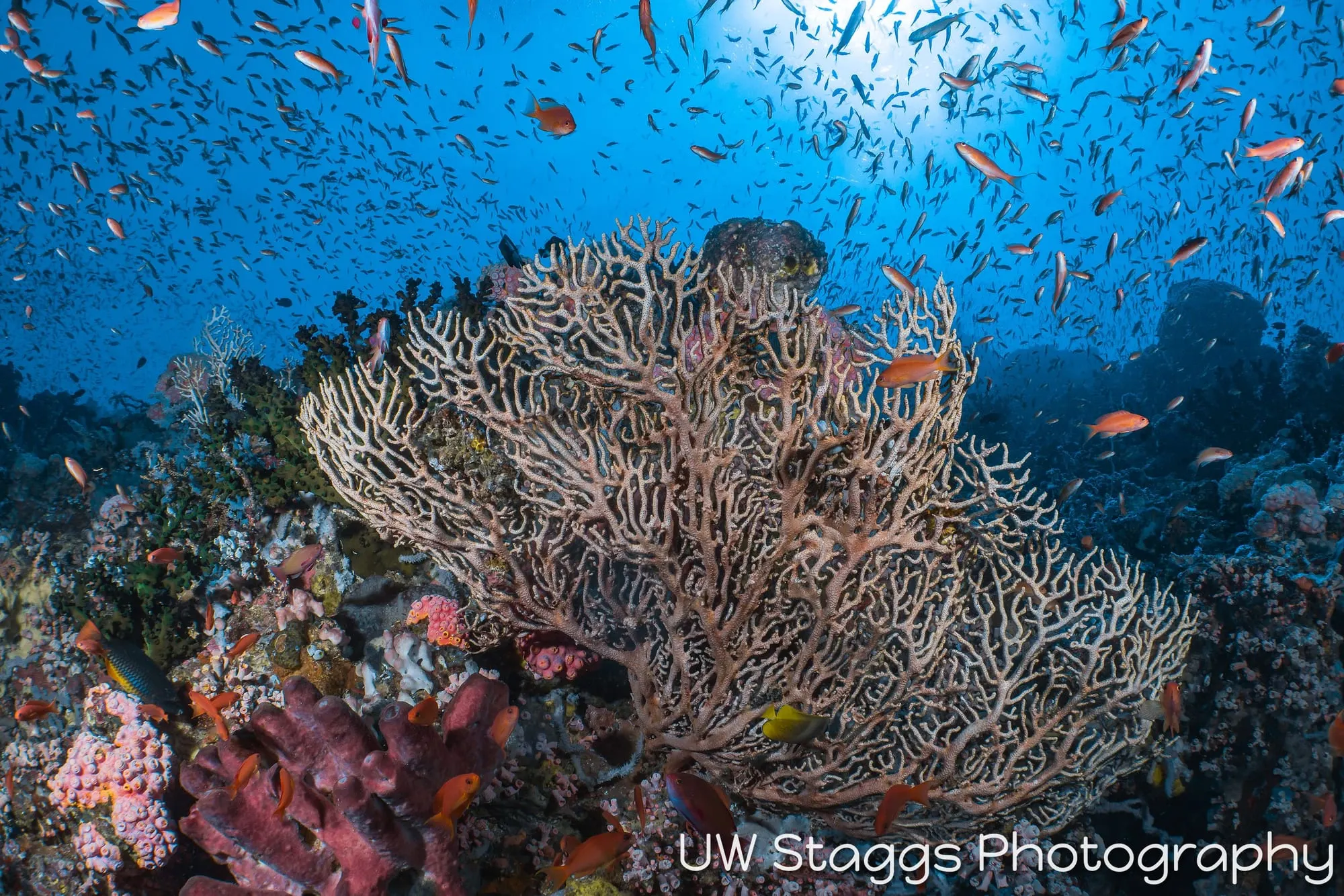 Reef Scene — Puerto Galera, Philippines