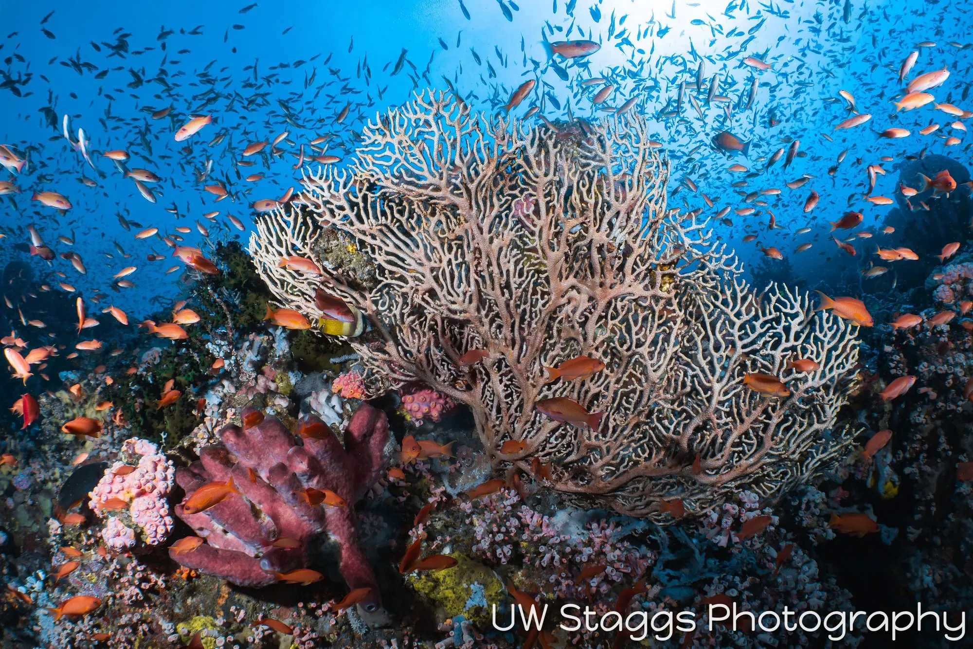 Reef Scene — Puerto Galera, Philippines