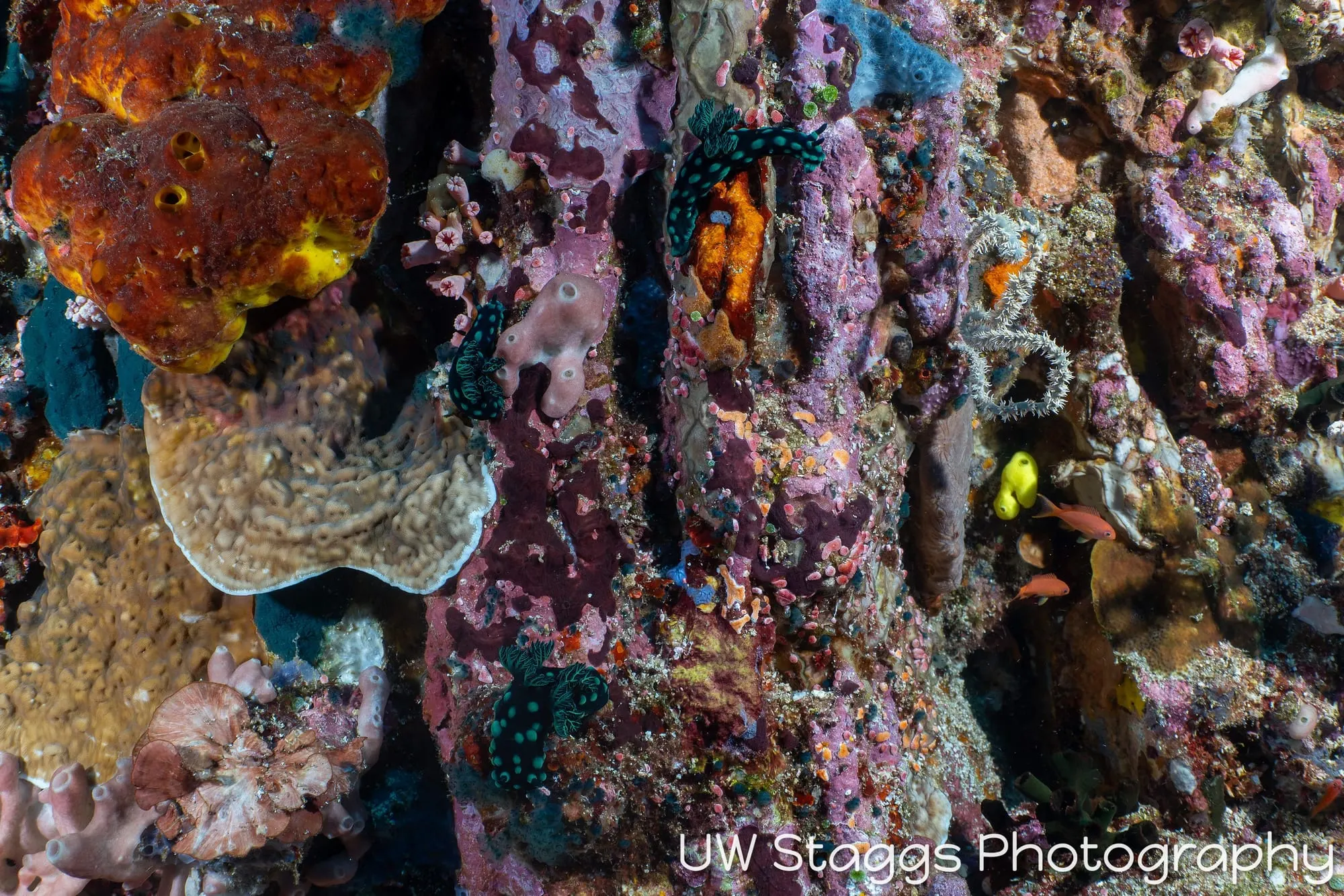 Reef Scene — Puerto Galera, Philippines