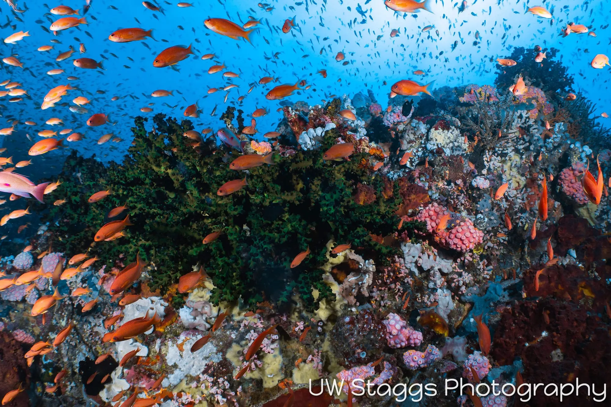 Reef Scene — Puerto Galera, Philippines