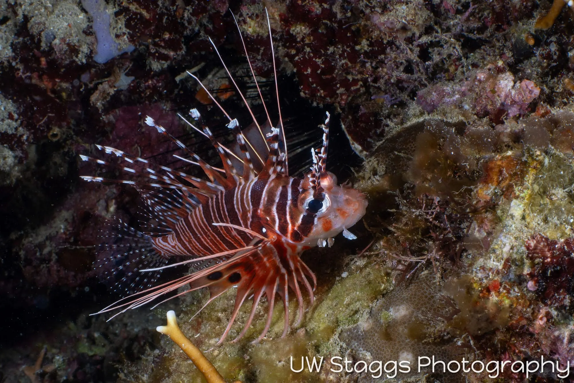 Reef Scene — Puerto Galera, Philippines