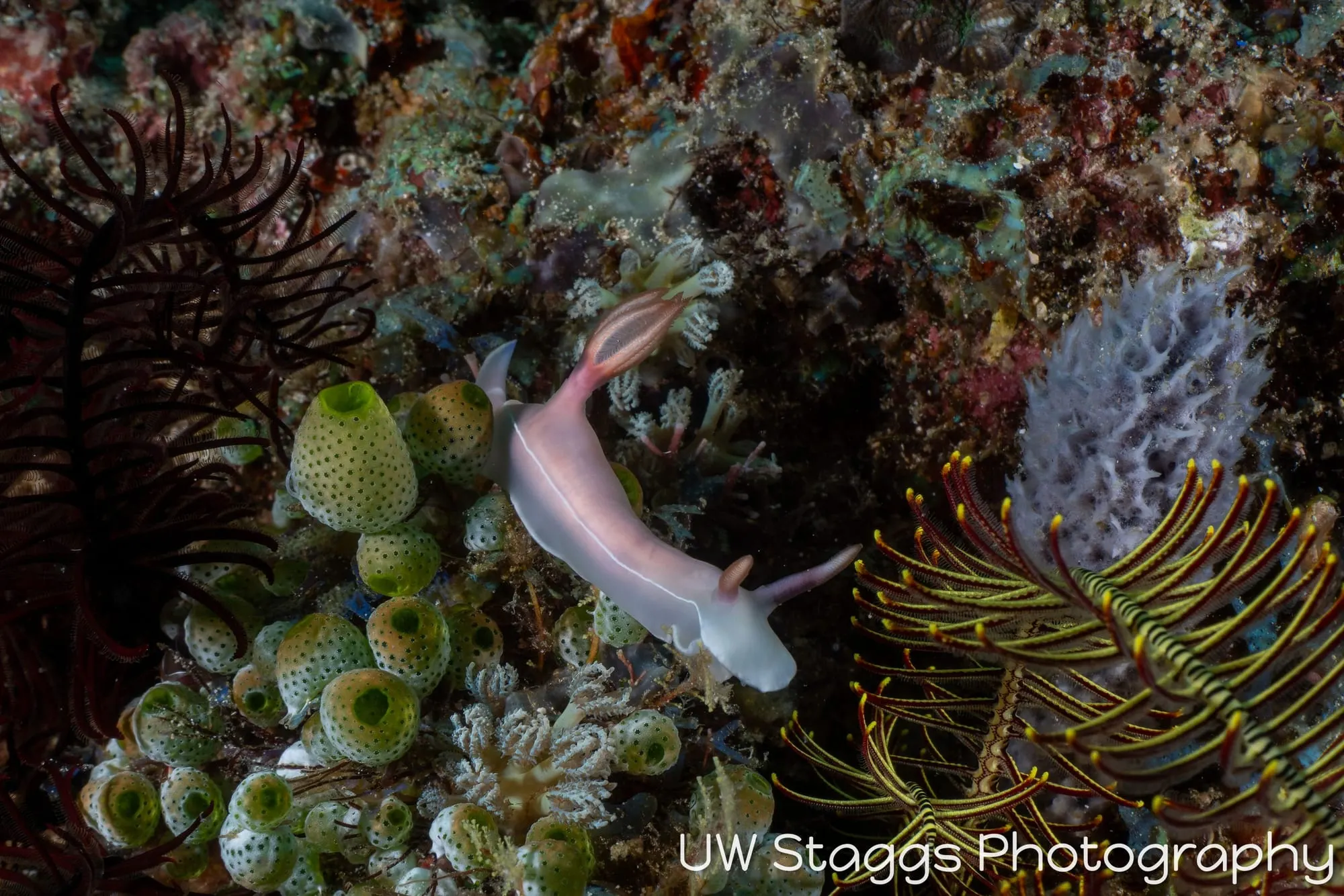 Reef Scene — Puerto Galera, Philippines
